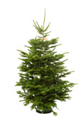 Nordmann kerstboom gezaagd 200-250 cm