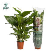 Lepelplant Spathiphyllum Bingo potmaat 21 cm