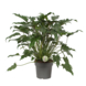 Philodendron Xanadu potmaat 21 cm