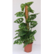 Monstera Andoninii 'Monkey Leaf' potmaat 19 cm