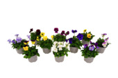 Viooltjes cornuta kleinbloemig potmaat 9 cm