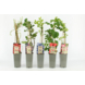 Superfood fruitplanten in pot