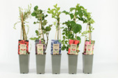 Superfood fruitplanten in pot