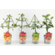 Minifruitbomen op rek