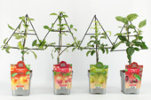 Minifruitbomen op rek