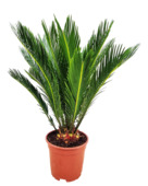 Cycas Revoluta potmaat 17 cm