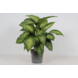 Geen merk Dieffenbachia