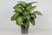Dieffenbachia Reeva potmaat 21 cm