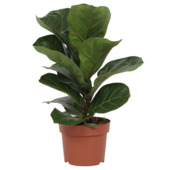 Ficus Lyrata bambino potmaat 12 cm