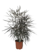 Groene plantenmix potmaat 19 cm