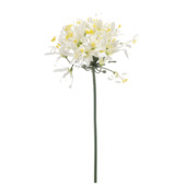 Agapanthus spray wit 80cm
