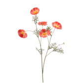 Cosmos spray oranje 70cm