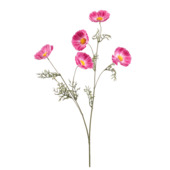 Cosmos spray roze 70cm