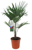 Trachycarpus Fortuneii