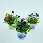 Viooltjes Festival meerkleurig