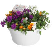 Hoornviooltjes in schaal