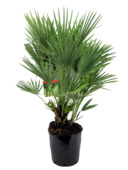 Chamaerops humilis