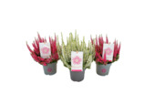 Calluna vulgaris Beauty Ladies First Ladies® vaste plant
