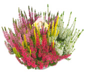 Calluna vulgaris Beauty-Ladies High Five 5 kleuren in 1 schaal