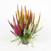 Heidemix® Calluna + Muehlenbeckia potmaat 11 cm