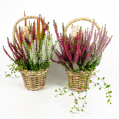 Heidemix® Calluna + Muehlenbeckia in mand potmaat 11 cm