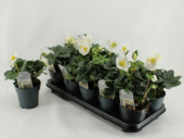 Helleborus Christmas Carol L+ kerstroos