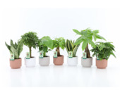 Groene plant Easy to Care in keramische pot Rodena potmaat 13 cm