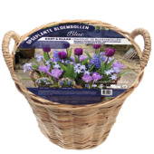 Florex voorgeplante mand met bloembollen Blue Spring (35 stuks)