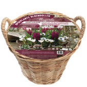 Florex voorgeplante mand met bloembollen Magenta (35 stuks)